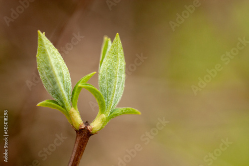 leaf, plant, isolated, nature, branch, tree, leaves, spring, white, herb, fresh, growth, life, closeup, macro, sprout, bud, food, freshness, flower, grow, new, foliage, green, stem