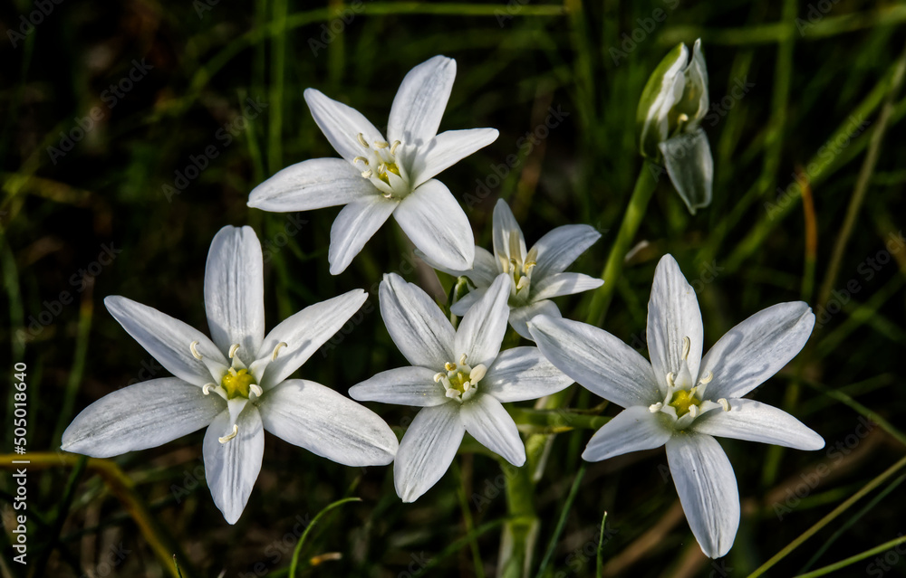 Fototapeta premium Dolden-Milchstern [Ornithogalum umbellatum]