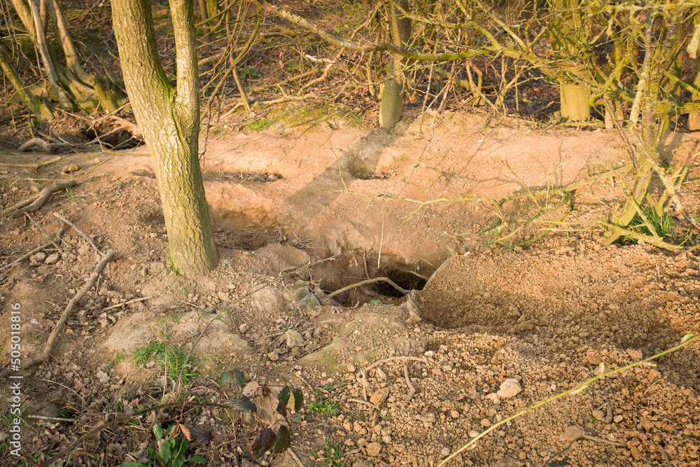 Badger holes, soil erosion damage in UK woodland Badger holes, soil erosion damage in UK woodland