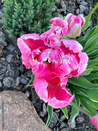 Parrot tulips in the garden (apricot parrot). Color white pink. Close up photo