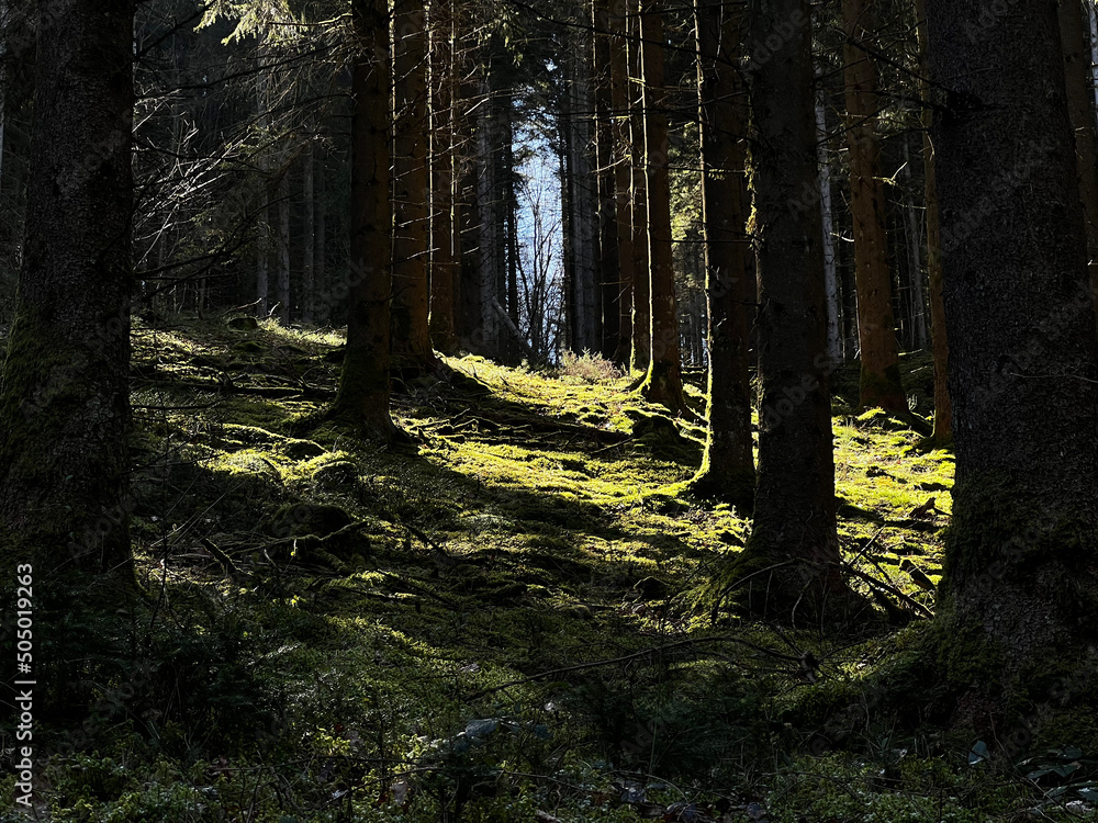 Obraz premium French woods