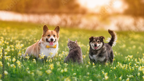 fluffy friends a cat and two dogs walking on a sunny spring meadow