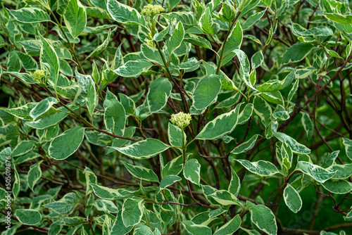 leaves of flowers of plants close-up as a background