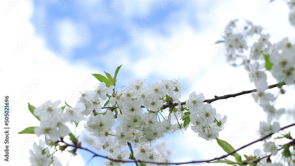 Blooming white cherry blossoms against the blue sky.
Kwitnące białe kwiaty wiśni na tle błękitnego nieba. - obrazy, fototapety, plakaty 