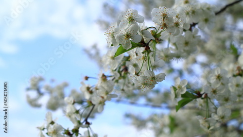 Blooming white cherry blossoms against the blue sky.
Kwitnące białe kwiaty wiśni na tle błękitnego nieba.