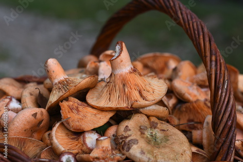 Mushrooms in a basket