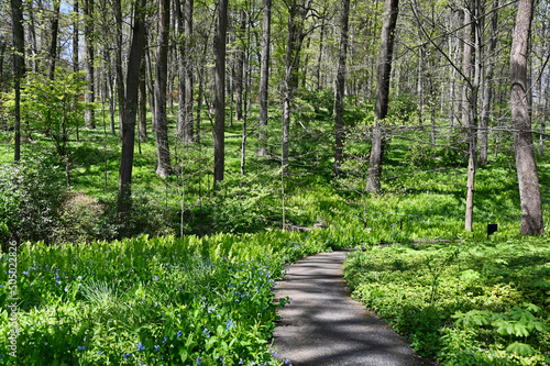 Path Through Wildflower Understory to Forest