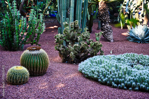 Canvas Various Green Cactus Plants in Garden on Lava Stone
