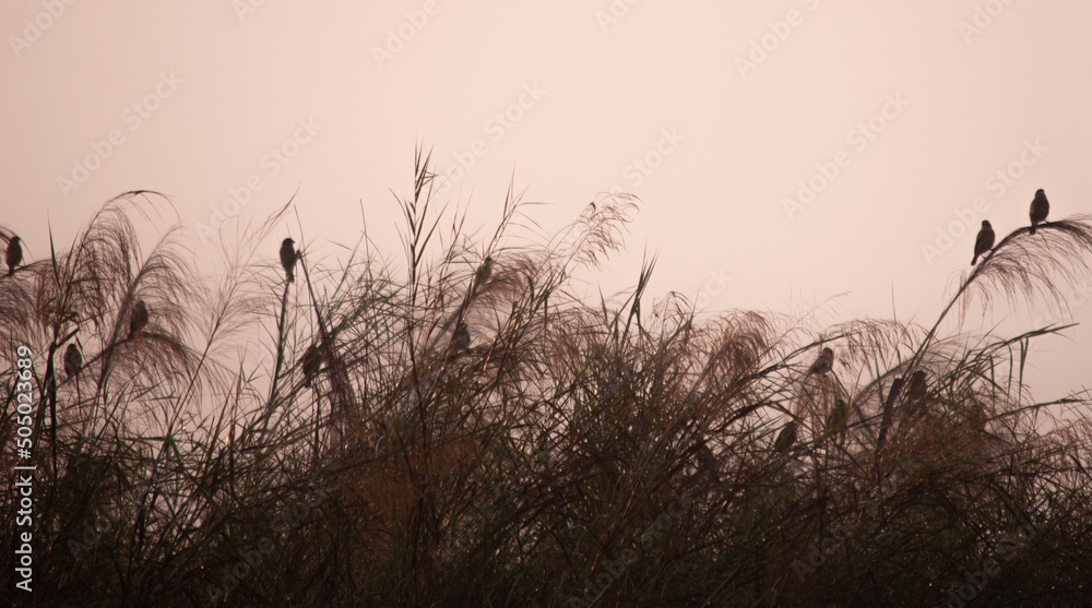 Obraz premium bird of prey