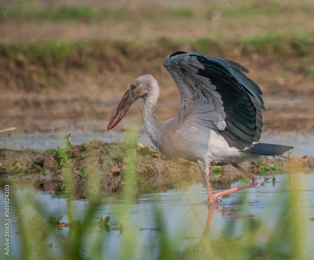 Fototapeta premium Heron
