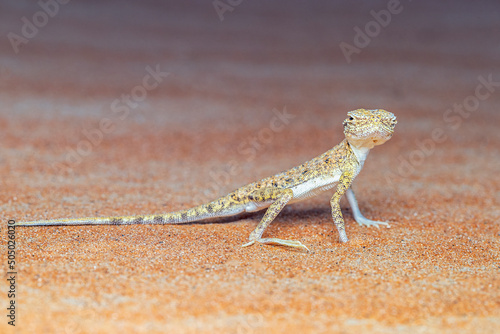 arabian Toad-headed Agama (Phrynocephalus arabicus) is a species of agamid lizard photo