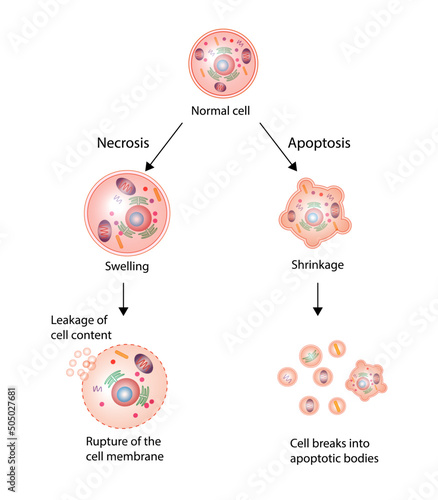Necrosis and apoptosis of normal cell. cell death labeled outline diagram. Vector illustration
