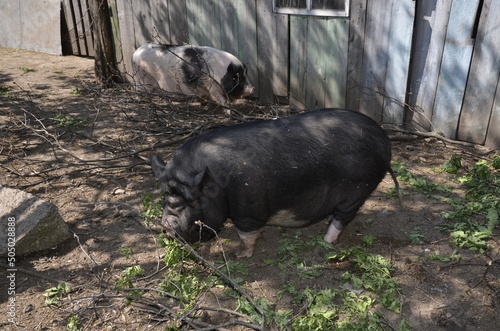 Vietnamese pigs in the mud near the barn