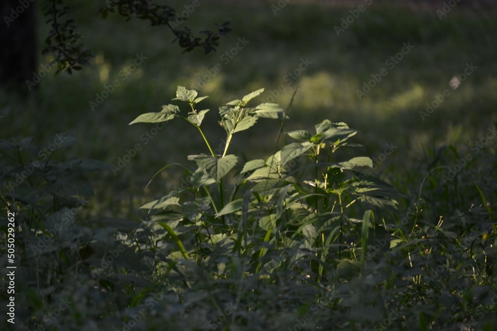 Obraz premium flowers in the forest