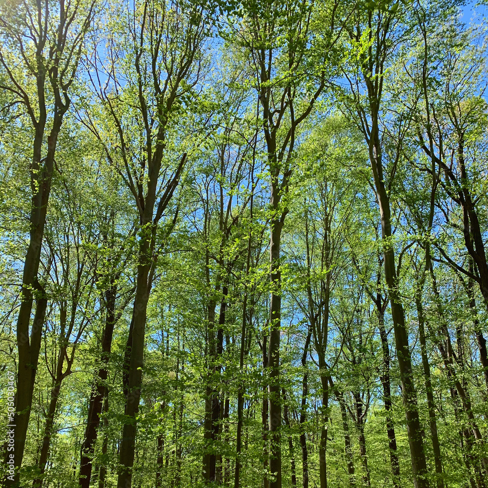 Tall green trees against blue sky in Seneca Regional Park, Virginia. Tall green trees against blue sky in Seneca Regional Park, Virginia.