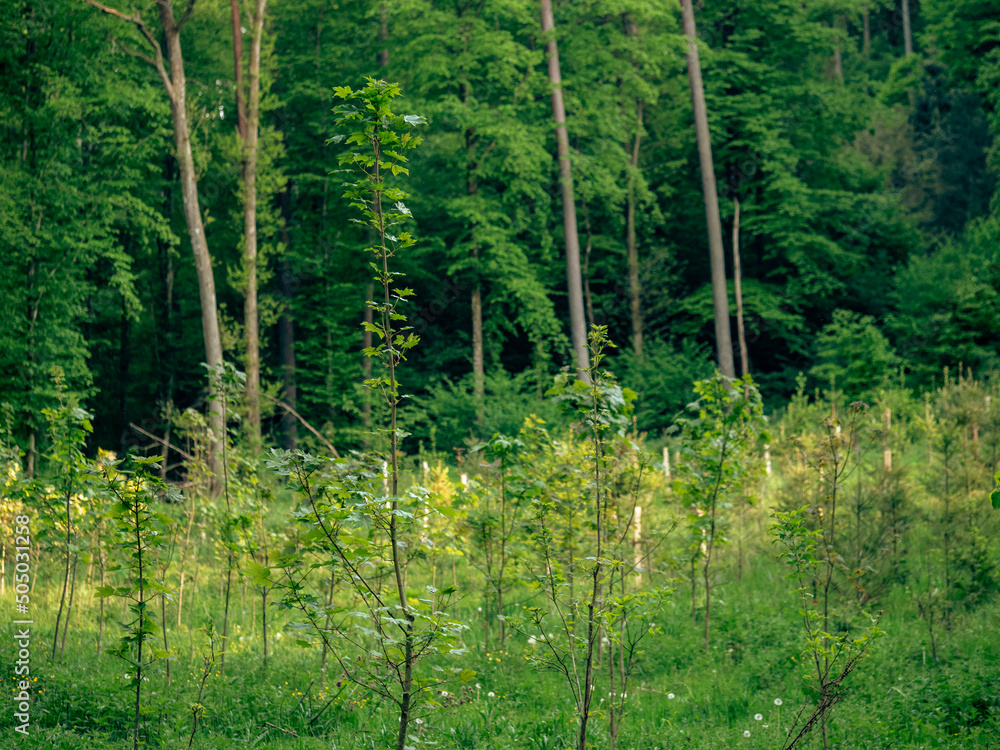 Wiederaufforstung im Mischwald Wiederaufforstung im Mischwald