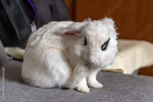 Close up of blue eyed Hotot rabbit with black eyeliner and white fur.
 photo