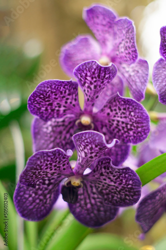 Purple orchid wanda, plant portrait, floral background
