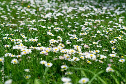 White daisy flowers on a alpine meadow  