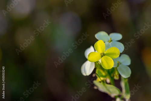 Single yellow flowers of St. Lucia's Spectacled or Blinders (Biscutella auriculata) at sunset photo