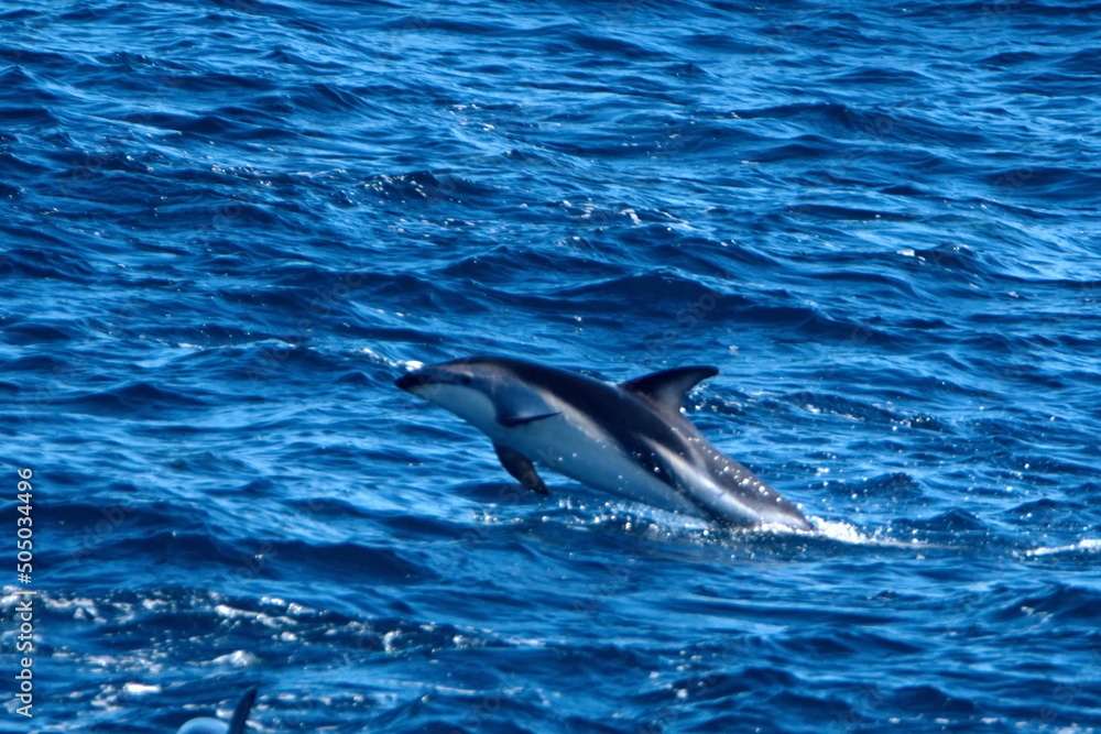 Naklejka premium Dusky dolphin (Lagenorhynchus obscurus) leaping out of the water in the Atlantic Ocean, off the coast of the Falkland Islands