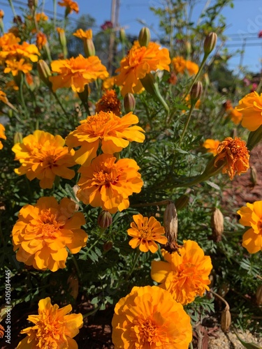 Close-up of bright orange marigolds in Arlington, Virginia garden.