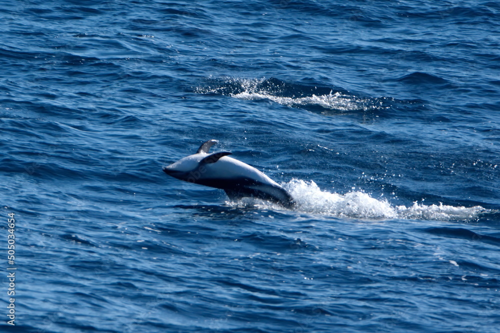Dusky dolphin (Lagenorhynchus obscurus) leaping out of the water and flipping backwards in the Atlantic Ocean, off the coast of the Falkland Islands Dusky dolphin (Lagenorhynchus obscurus) leaping out of the water and flipping backwards in the Atlantic Ocean, off the coast of the Falkland Islands