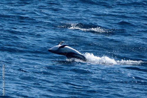 Dusky dolphin (Lagenorhynchus obscurus) leaping out of the water and flipping backwards in the Atlantic Ocean, off the coast of the Falkland Islands © Angela