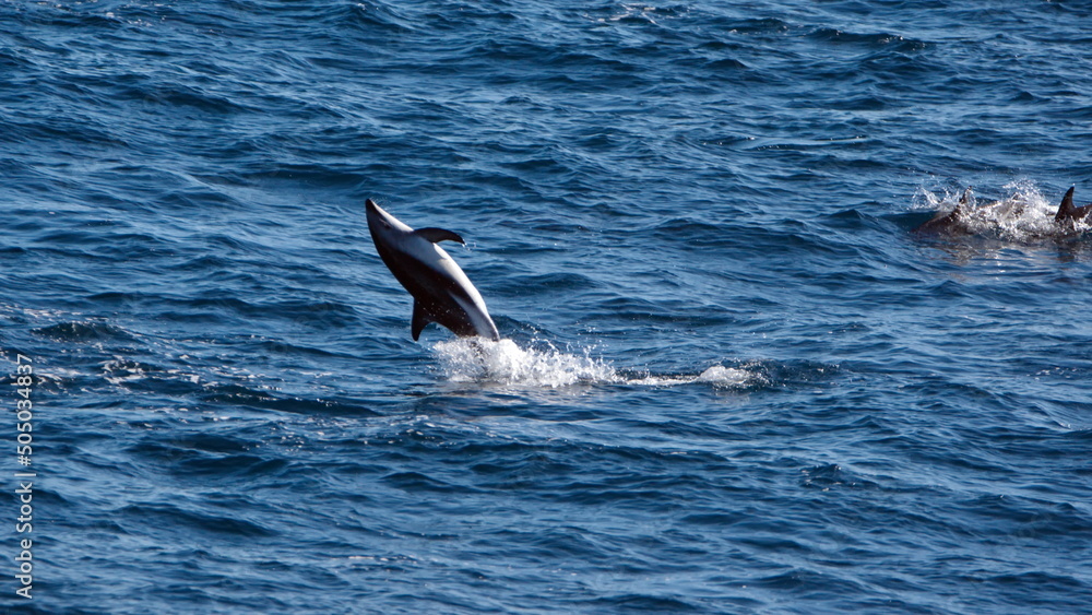 Obraz premium Dusky dolphin (Lagenorhynchus obscurus) leaping out of the water and flipping backwards in the Atlantic Ocean, off the coast of the Falkland Islands