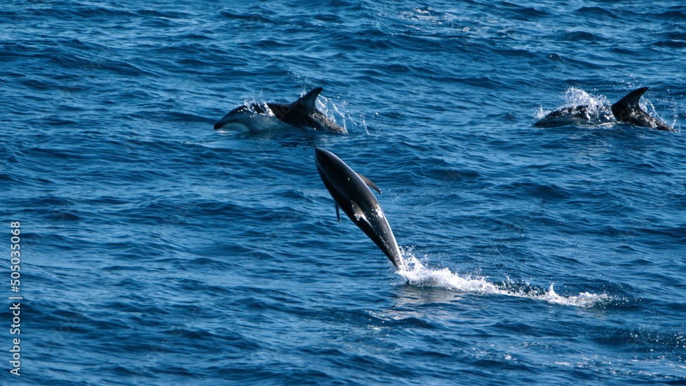 Fototapeta premium Dusky dolphin (Lagenorhynchus obscurus) leaping out of the water in the Atlantic Ocean, off the coast of the Falkland Islands