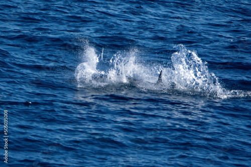 Dusky dolphin (Lagenorhynchus obscurus) splashing down after a jump in the Atlantic Ocean, off the coast of the Falkland Islands photo