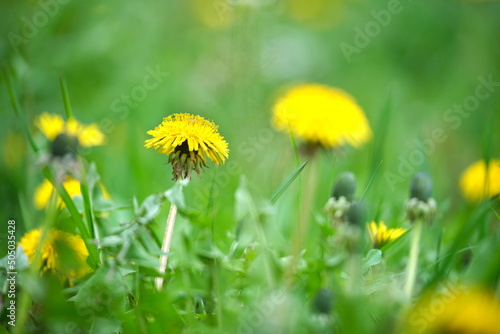 Yellow dandelion flowers blooming on summer meadow in green sunny garden