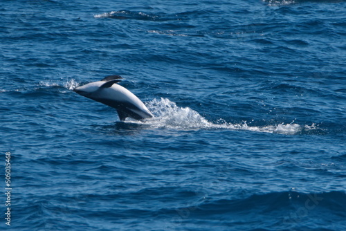 Dusky dolphin (Lagenorhynchus obscurus) leaping out of the water and flipping backwards in the Atlantic Ocean, off the coast of the Falkland Islands
