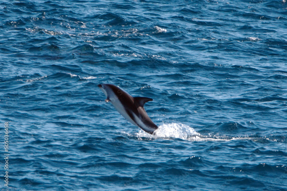 Fototapeta premium Dusky dolphin (Lagenorhynchus obscurus) leaping out of the water in the Atlantic Ocean, off the coast of the Falkland Islands