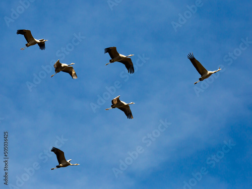 Common cranes flying to breeding grounds, seasonal spring bird migration
