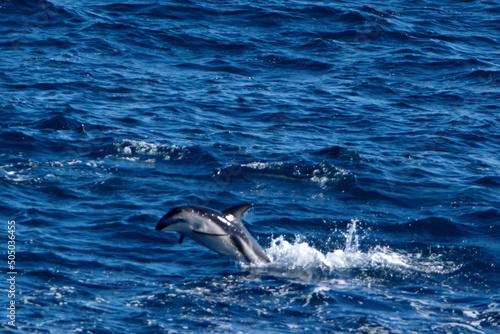 Dusky dolphin  Lagenorhynchus obscurus  leaping out of the water in the Atlantic Ocean  off the coast of the Falkland Islands