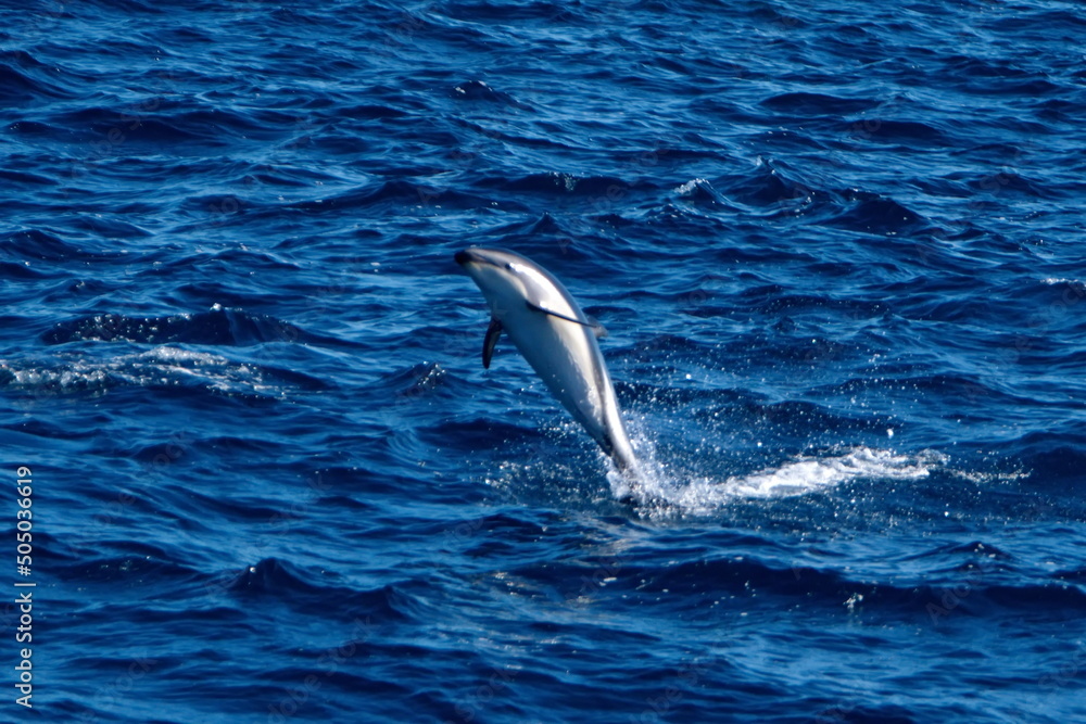 Obraz premium Dusky dolphin (Lagenorhynchus obscurus) leaping out of the water in the Atlantic Ocean, off the coast of the Falkland Islands