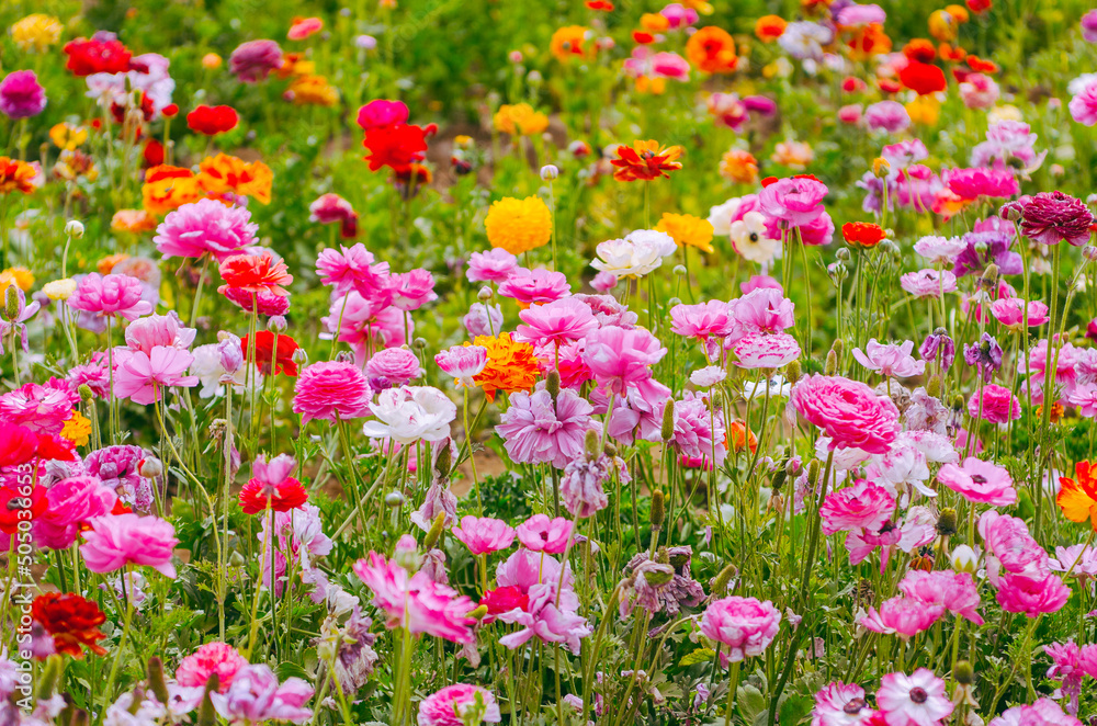 Field of colorful rununculus flowers on a spring day
