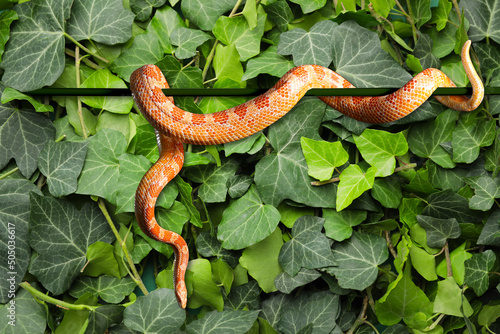 Foto Beautiful corn snake against green ivy leaves
