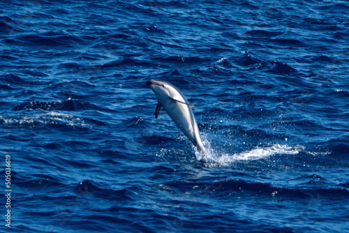 Fotografiet Dusky dolphin (Lagenorhynchus obscurus) leaping out of the water in the Atlantic