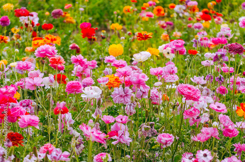 Field of colorful rununculus flowers on a spring day