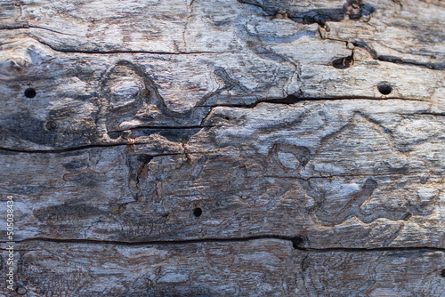 old wood texture