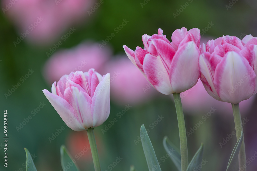 Close-up of pink and white tulips in full bloom
