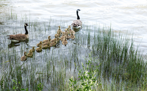 Dramatic image of a family of geese entering a lake at Lagoon valley park in Fairfield California with reeds in the lake foreground.