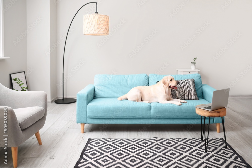 Cute Labrador dog lying on sofa in light living room Stock Photo ...