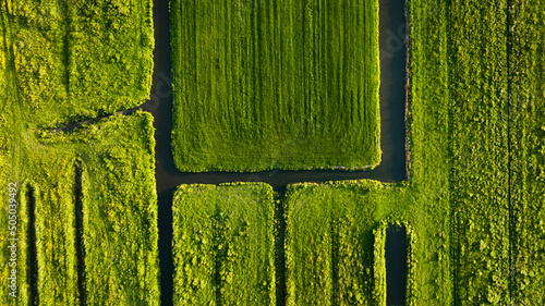 Aerial view of green field. Netherlands. Canals with water for agriculture. F...