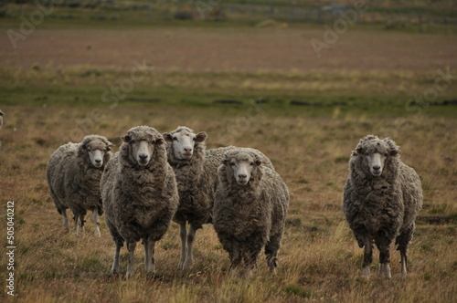 Ovejas en el campo, Patagonia, Chile