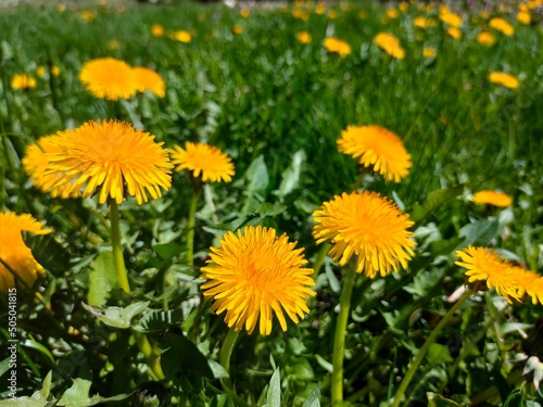 yellow dandelions in the grass