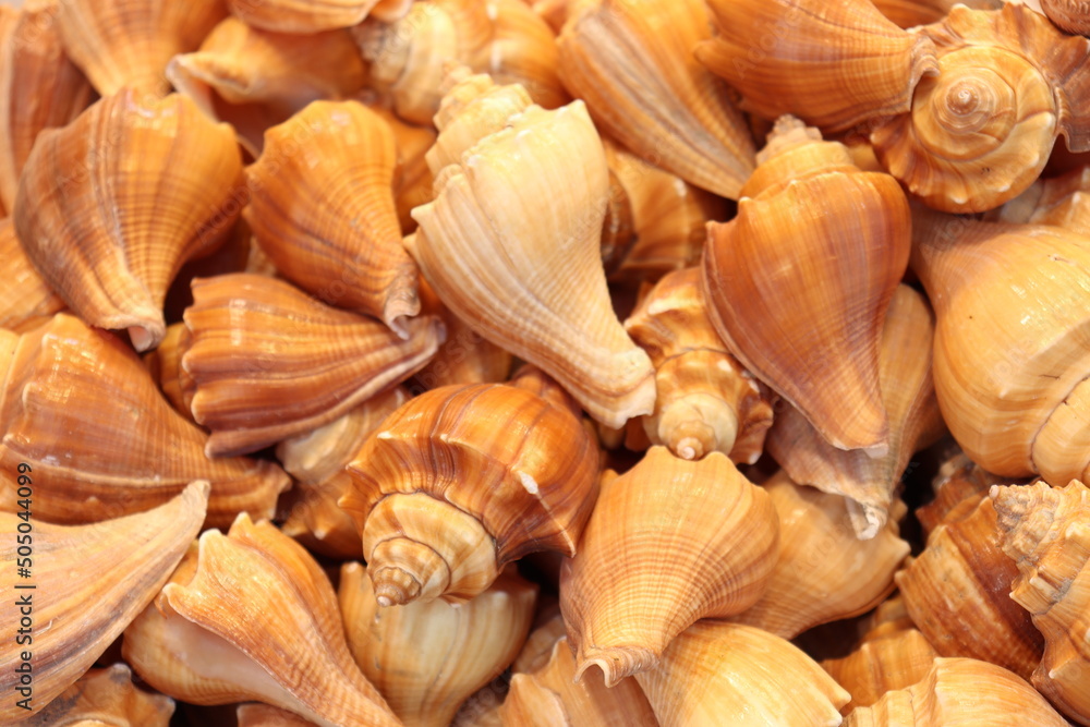 sea snail stock on shop sea snail stock on shop