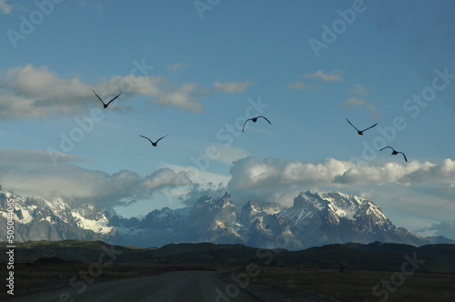 Aves en Torres del Paine, Patagonia